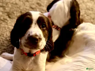 English Springer Spaniel dogs English Springer Spaniel Puppy 1 - Ad 20