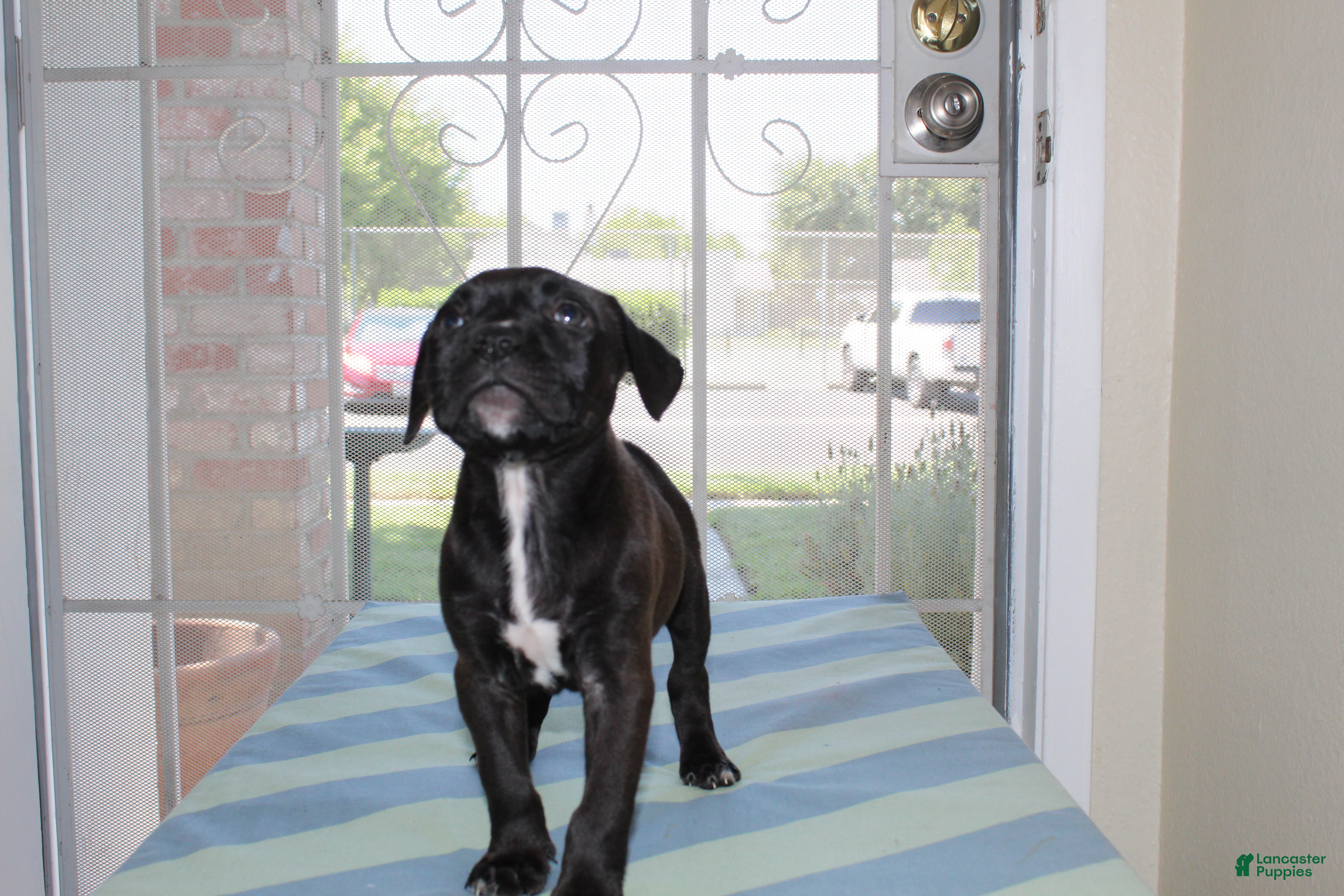 American Bully dogs American Bully 3 - Ad 18
