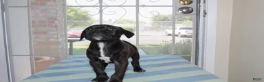 American Bully 3