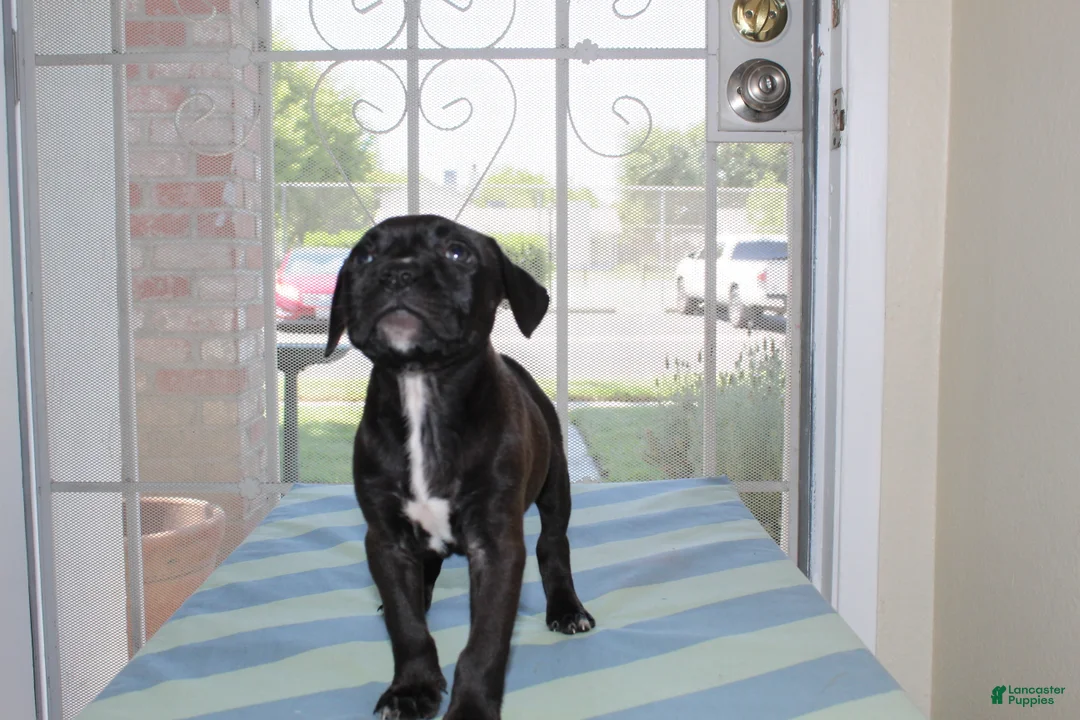 American Bully dogs for sale: American Bully 3 - Ad 1