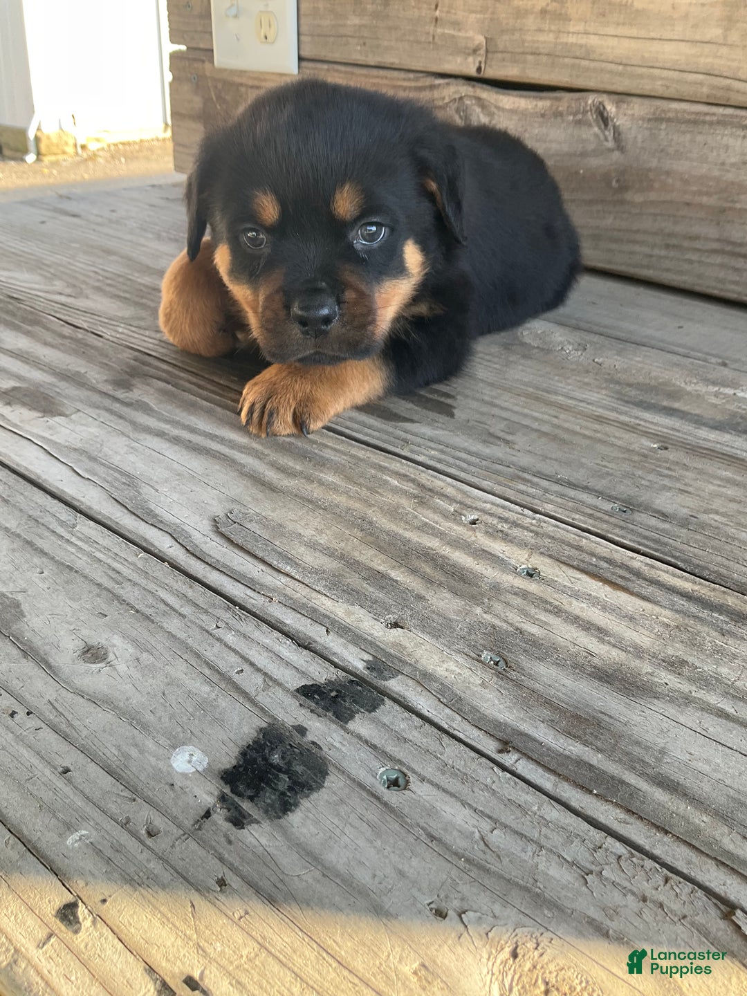 Rottweiler dogs for sale: Dasher - Ad 7