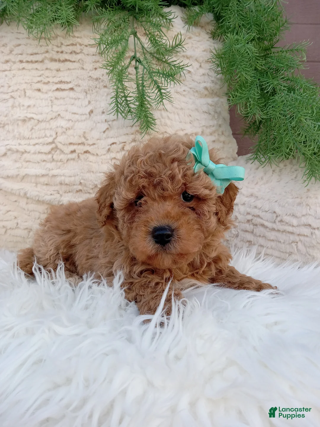 Bichpoo dogs for sale: Jax - Ad 2