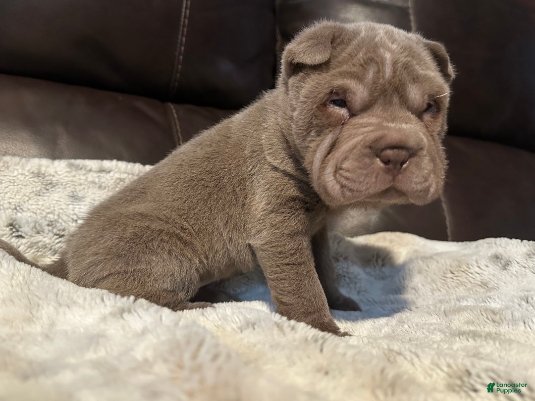 chinese sharpei pics of shar pei puppies