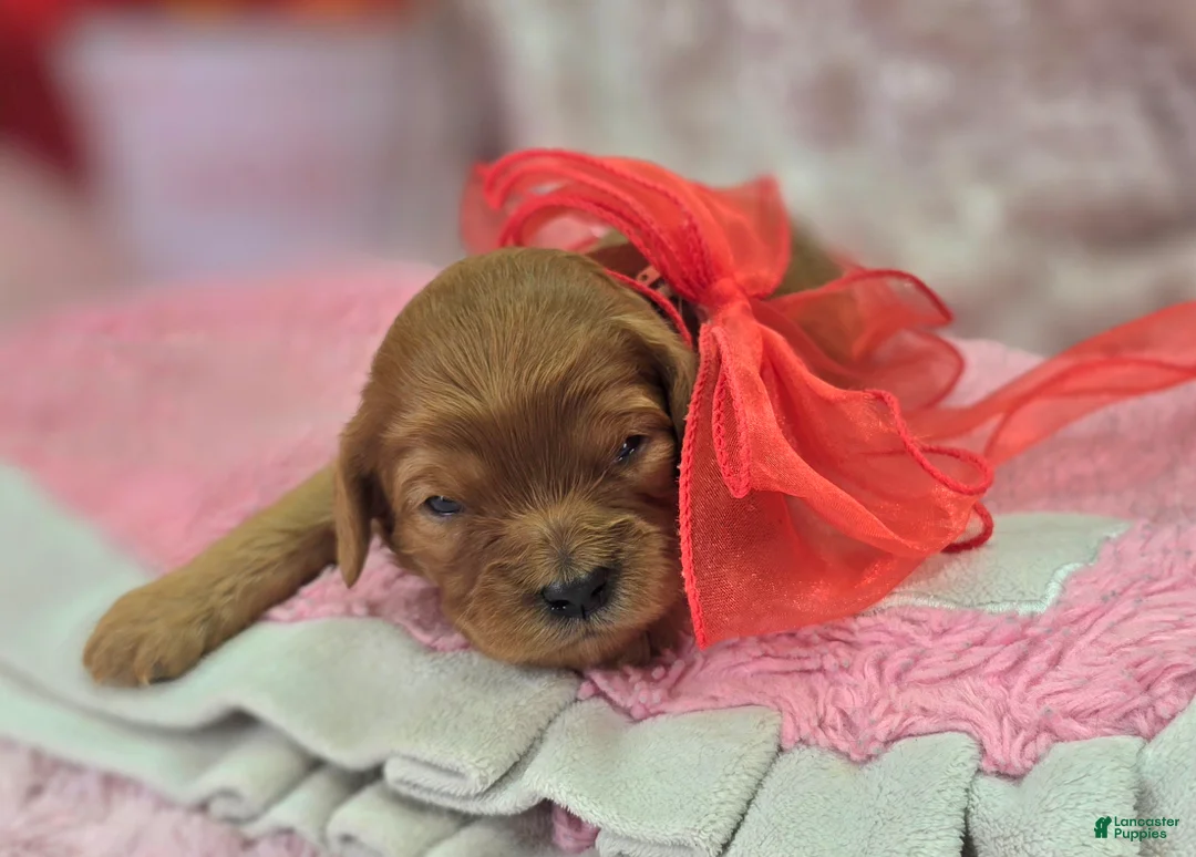 Cavapoo dogs for sale: Quartz - Ad 4