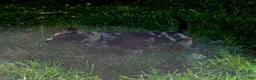 American Bully dogs for sale: Luna - Ad 4