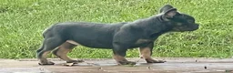 English Bulldog dogs for sale: Brandy  - Ad 6