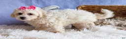 Bichpoo dogs for sale: NANCY - Ad 11