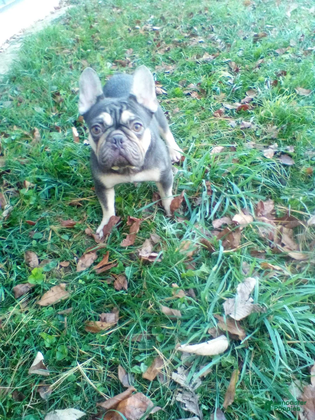 French Bulldog dogs for sale: Crystal - Ad 6