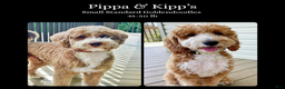 Goldendoodle dogs for sale: Angel - Ad 3