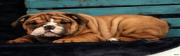 English Bulldog dogs for sale: Kendra - Ad 9