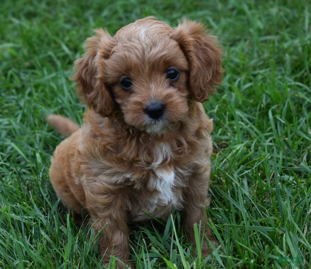 Cavapoo dogs for sale: Lily - Ad 1