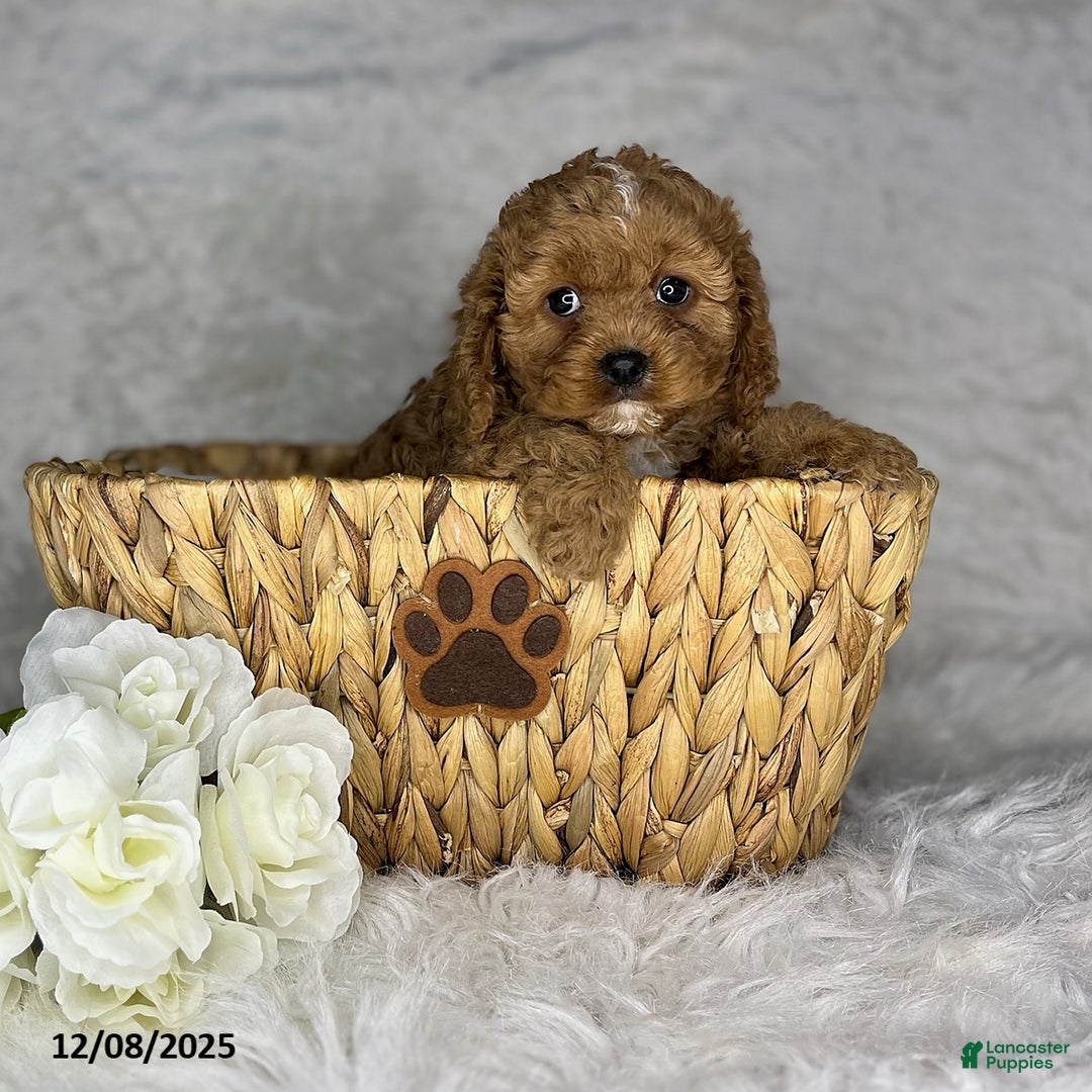 Cavapoo dogs for sale: Eva - Ad 4