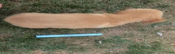 Golden Retriever dogs for sale: Costello - Ad 10