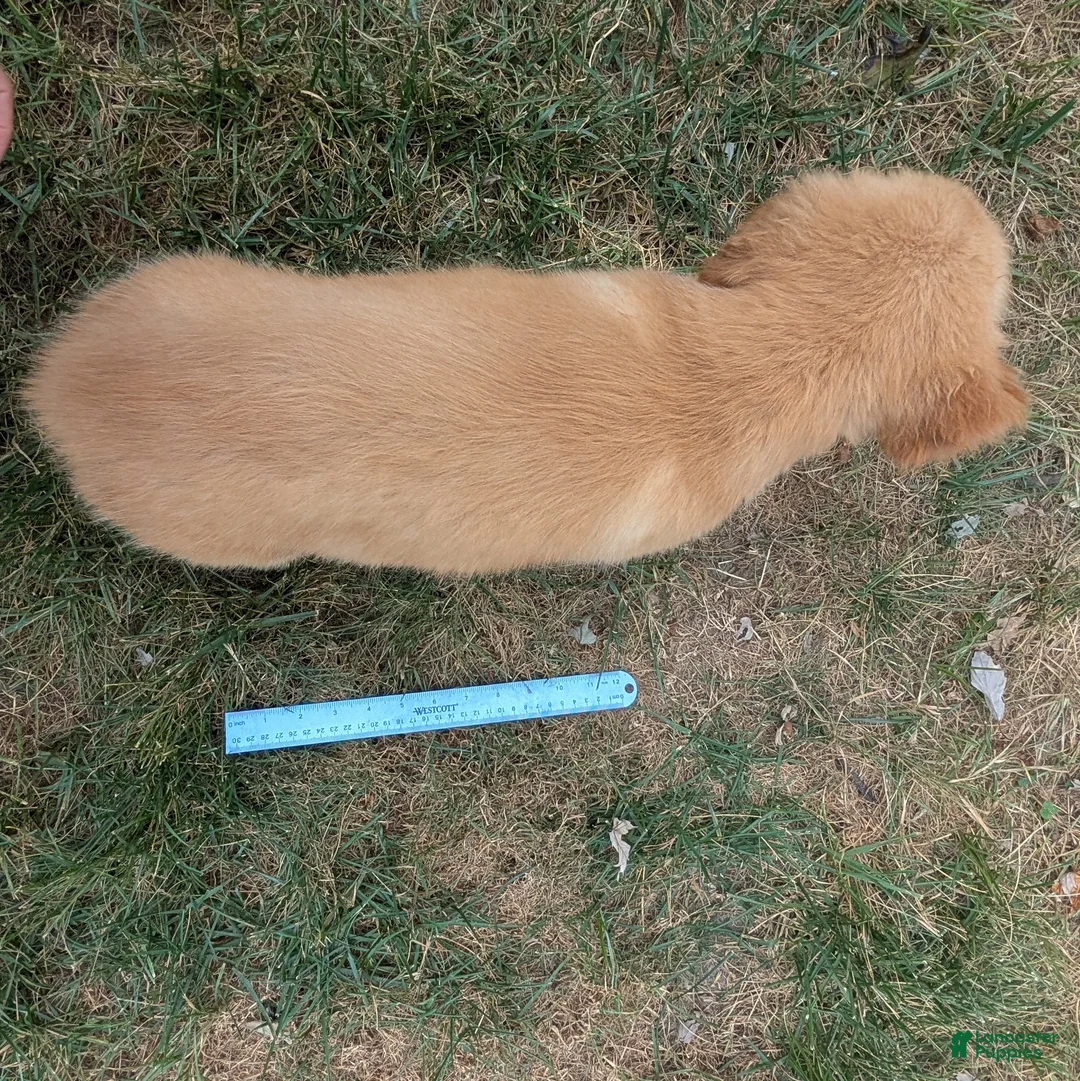 Golden Retriever dogs for sale: Costello - Ad 10
