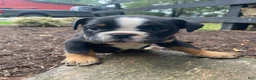 English Bulldog dogs for sale: Buster - Ad 3