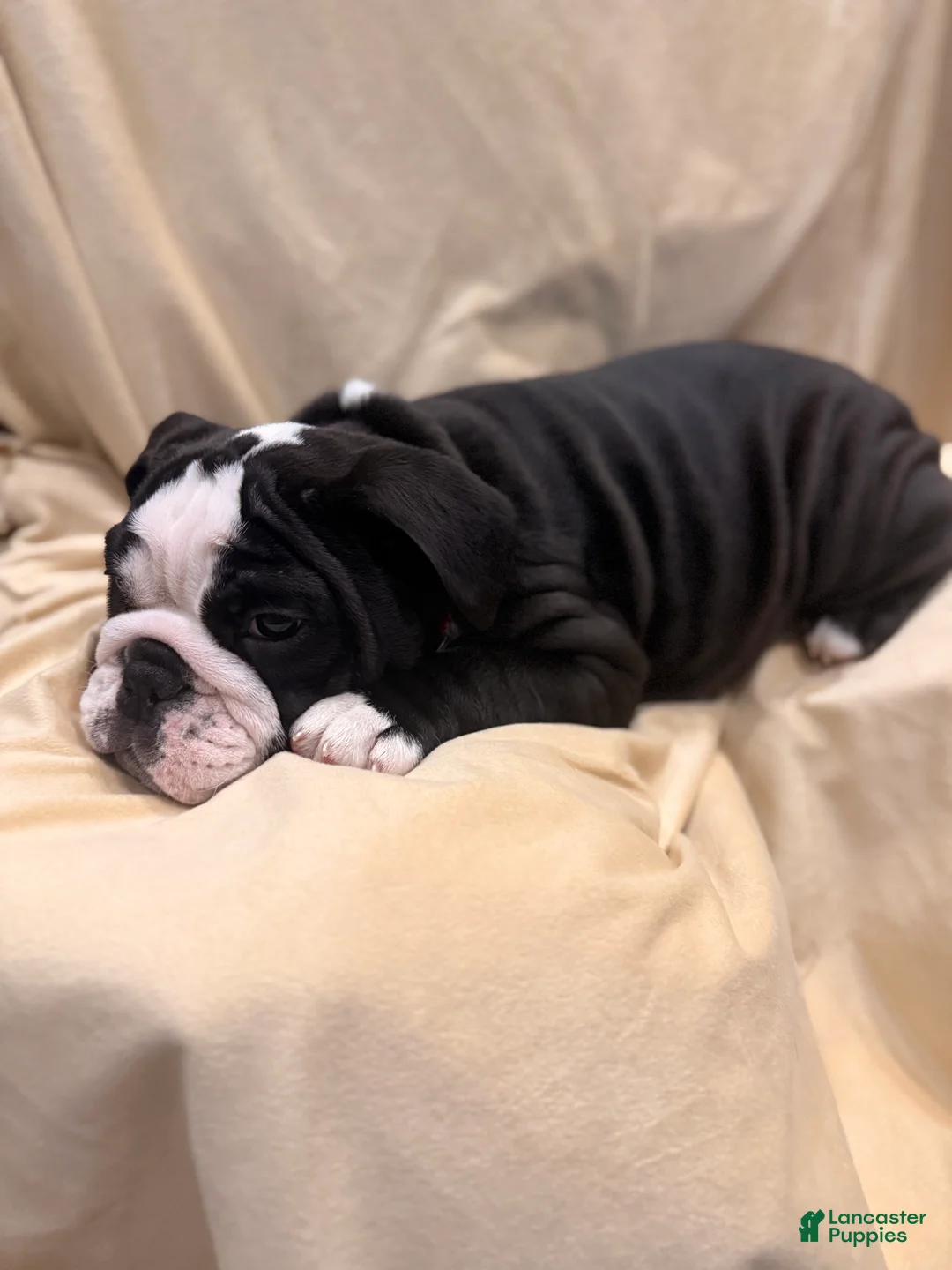 English Bulldog dogs for sale: Cindy Lou  - Ad 7