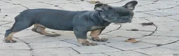 English Bulldog dogs for sale: Brandy  - Ad 7