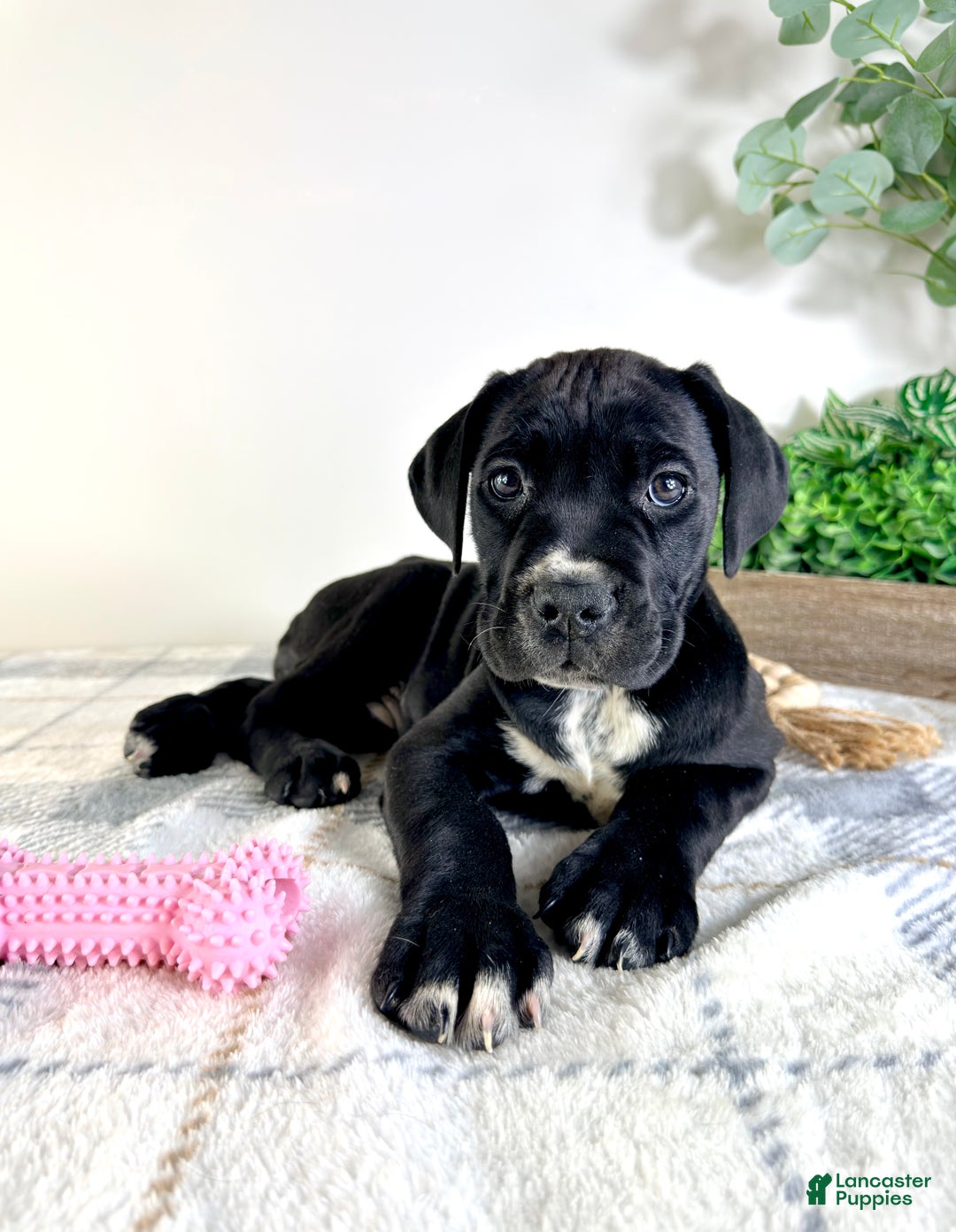 Cane Corso dogs for sale: Xena - Ad 2