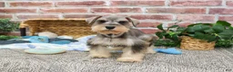 Miniature Schnauzer dogs for sale: Trouper  - Ad 3