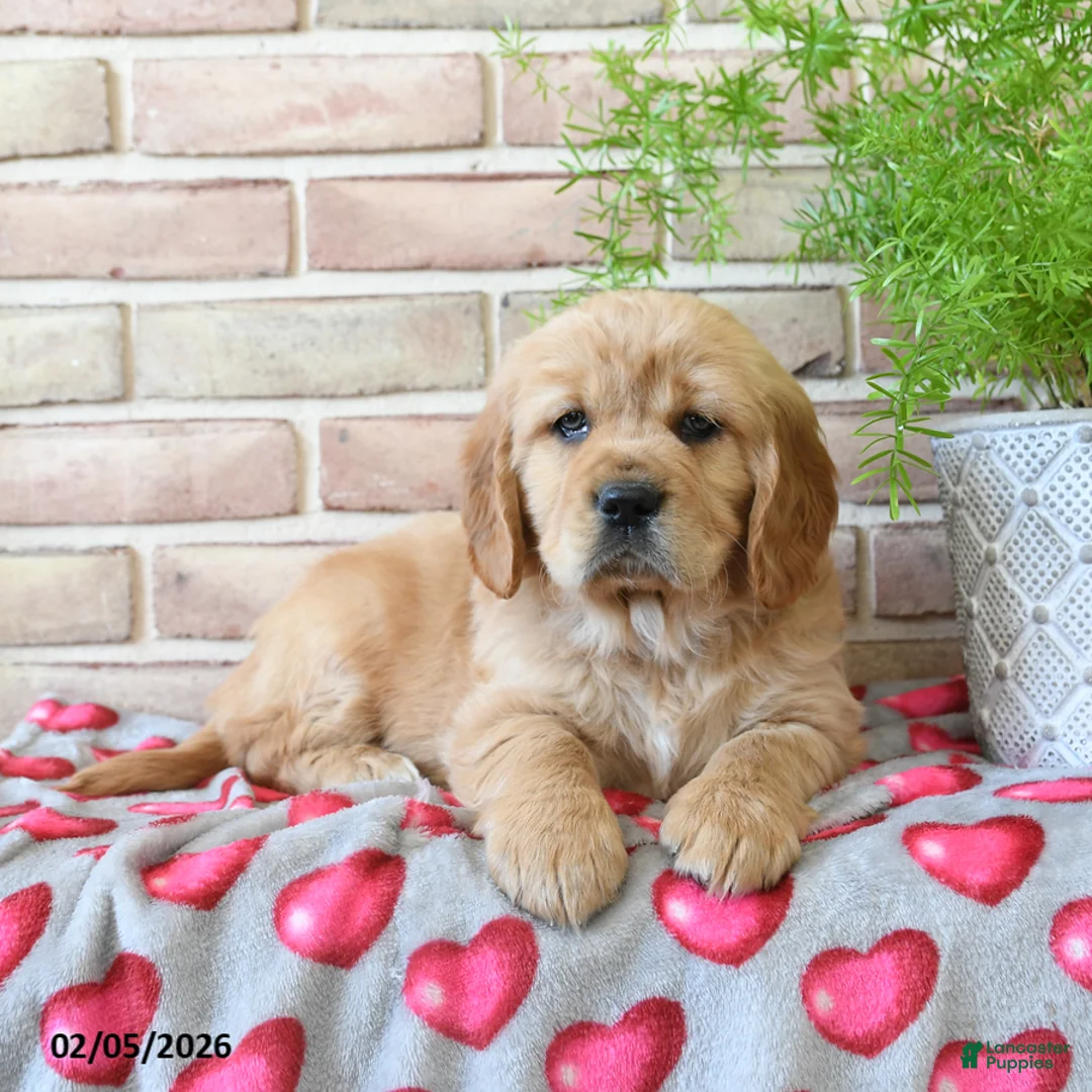 Miniature Golden Retriever dogs for sale: Cupid - Ad 2