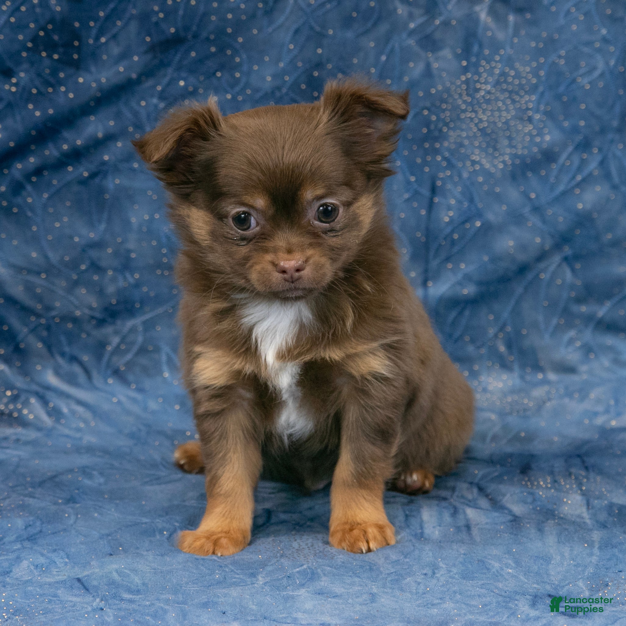 Chihuahua dogs Brandy - Ad 2
