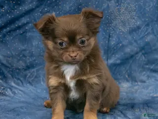 Chihuahua dogs Brandy - Ad 6