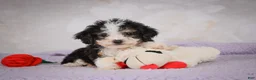 Mini Bernedoodle dogs for sale: Mae - Ad 3