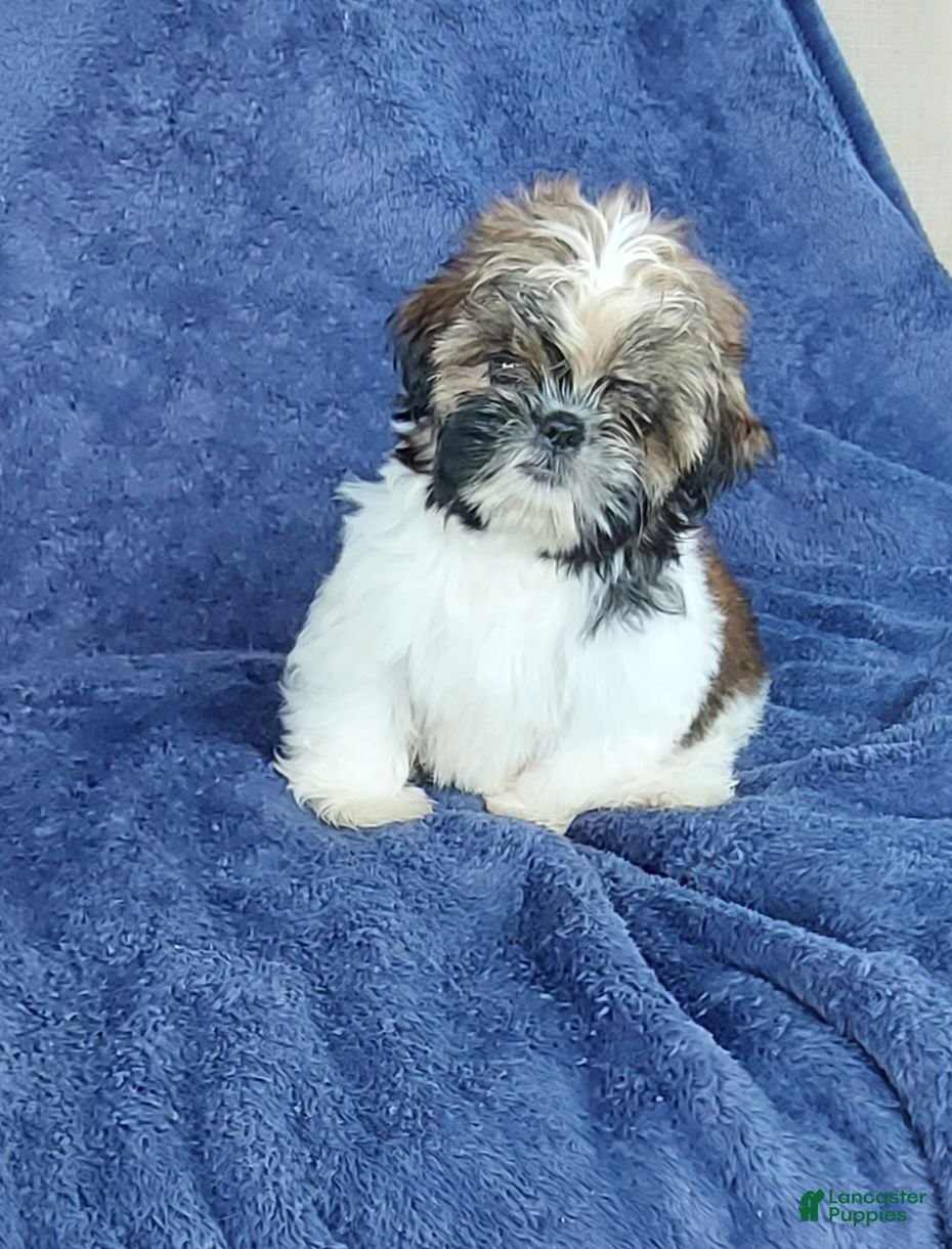 Shih Tzu dogs BILLY - Ad 2