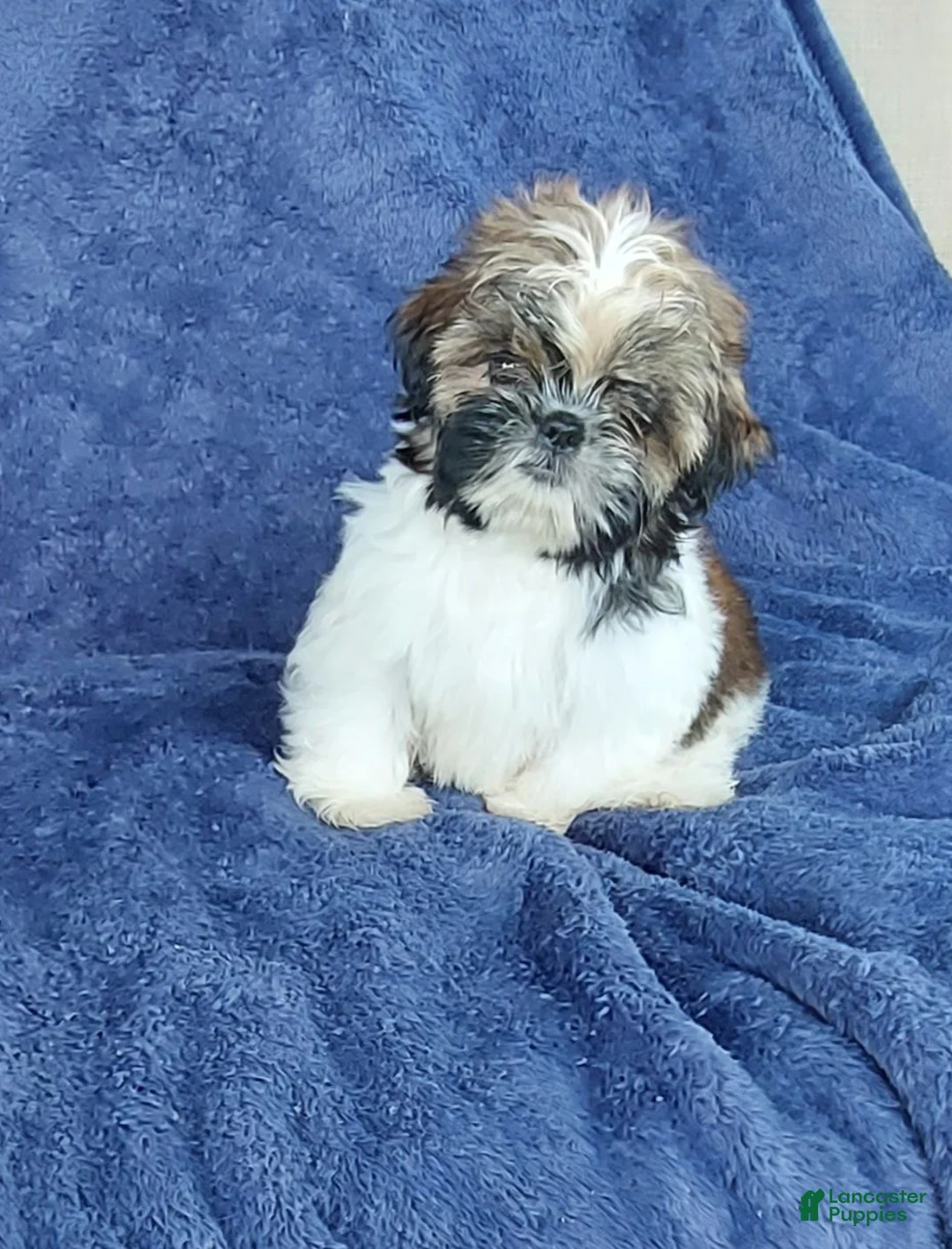 Shih Tzu dogs for sale: BILLY - Ad 2