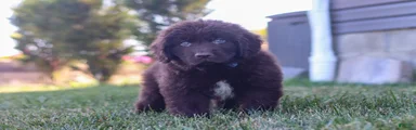 Archie