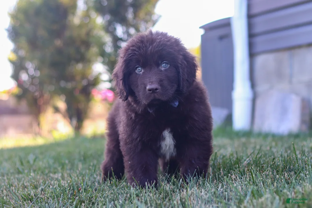 Newfoundland dogs for sale: Archie - Ad 1