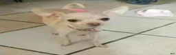 Chihuahua dogs for sale: POCKET SIZE APPLEHEAD CHIHUAHUA - Ad 2
