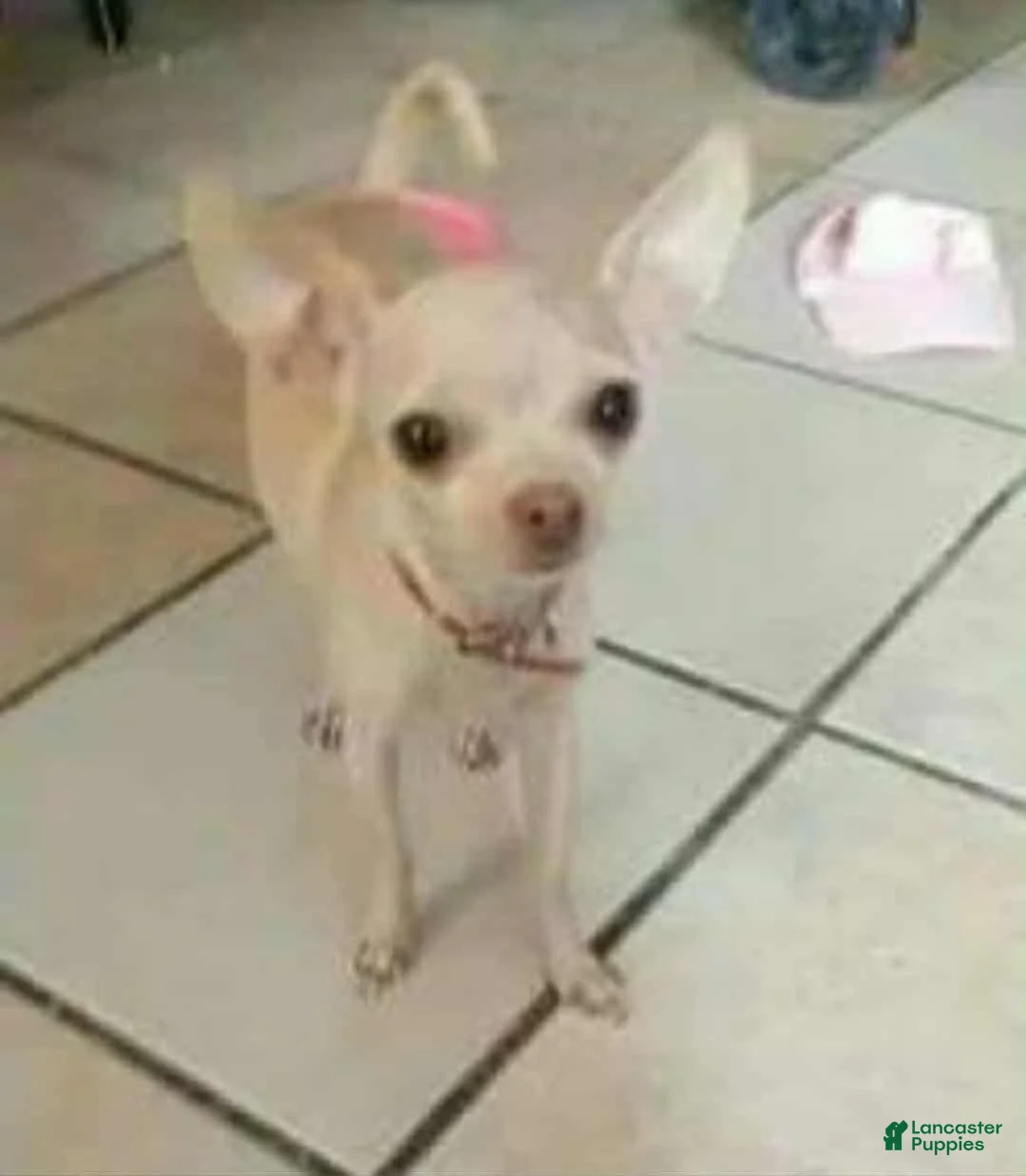 Chihuahua dogs for sale: POCKET SIZE APPLEHEAD CHIHUAHUA - Ad 2