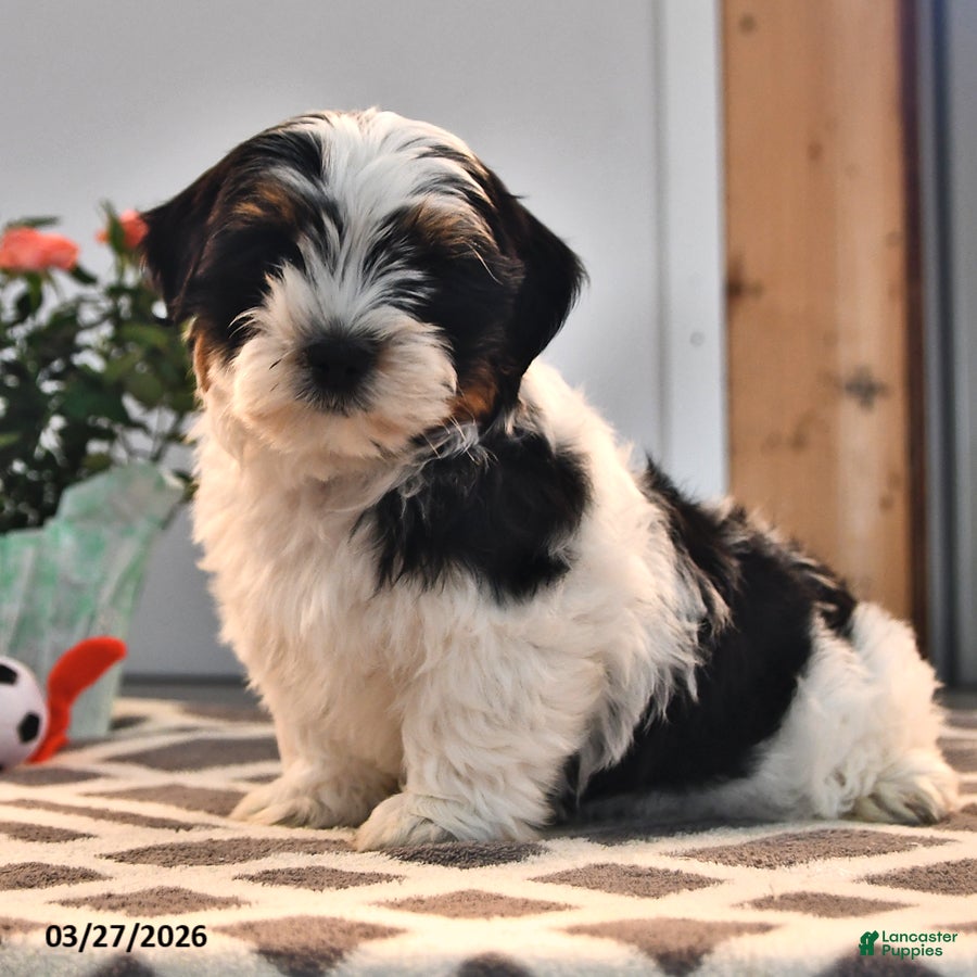 Mixed Breed dogs James   - Ad 1