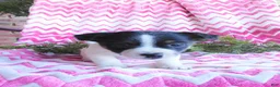 Jack Russell Terrier dogs for sale: Eeenie - Ad 3