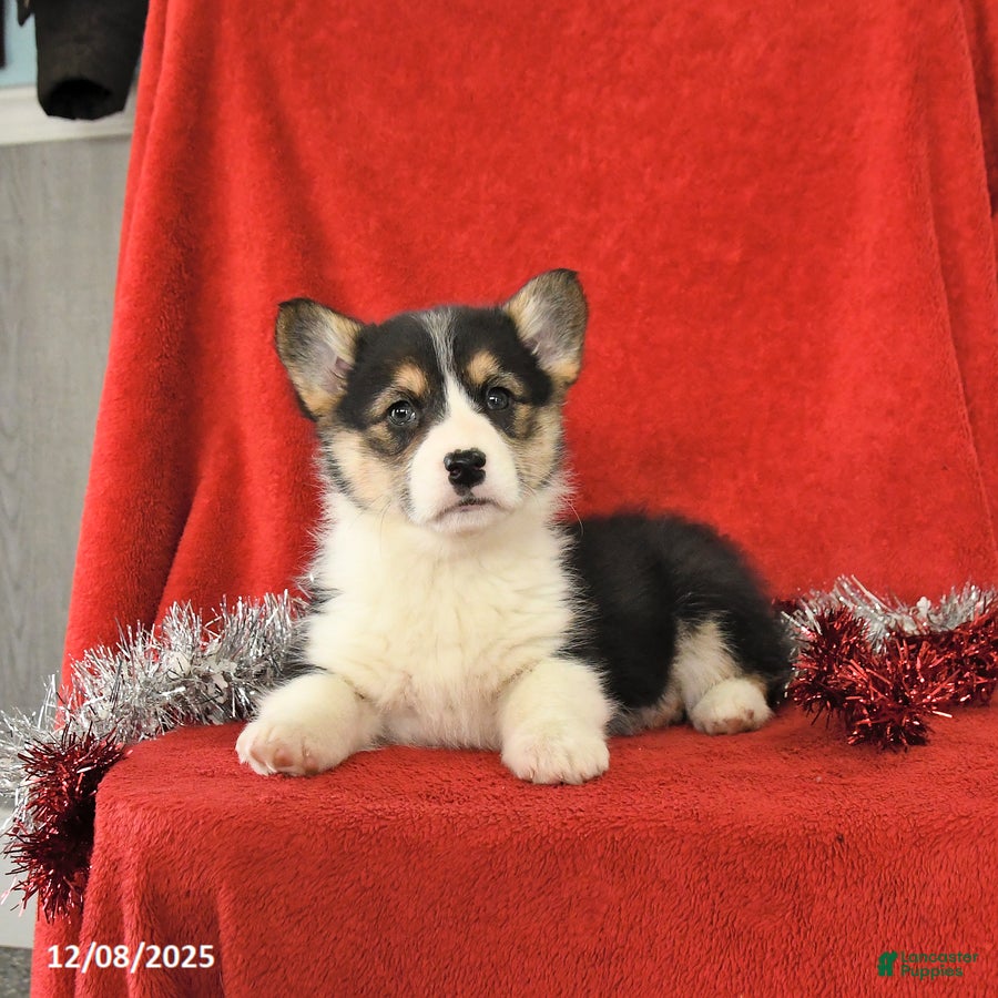 Welsh Corgi Pembroke dogs Jewel - Ad 1