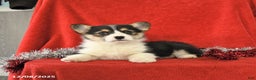 Welsh Corgi Pembroke dogs for sale: Jewel - Ad 1