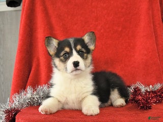 Welsh Corgi Pembroke dogs Jewel - Ad 11