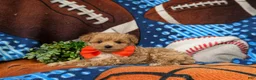 Maltipoo dogs for sale: Sailor 6 lbs full grown - Ad 4