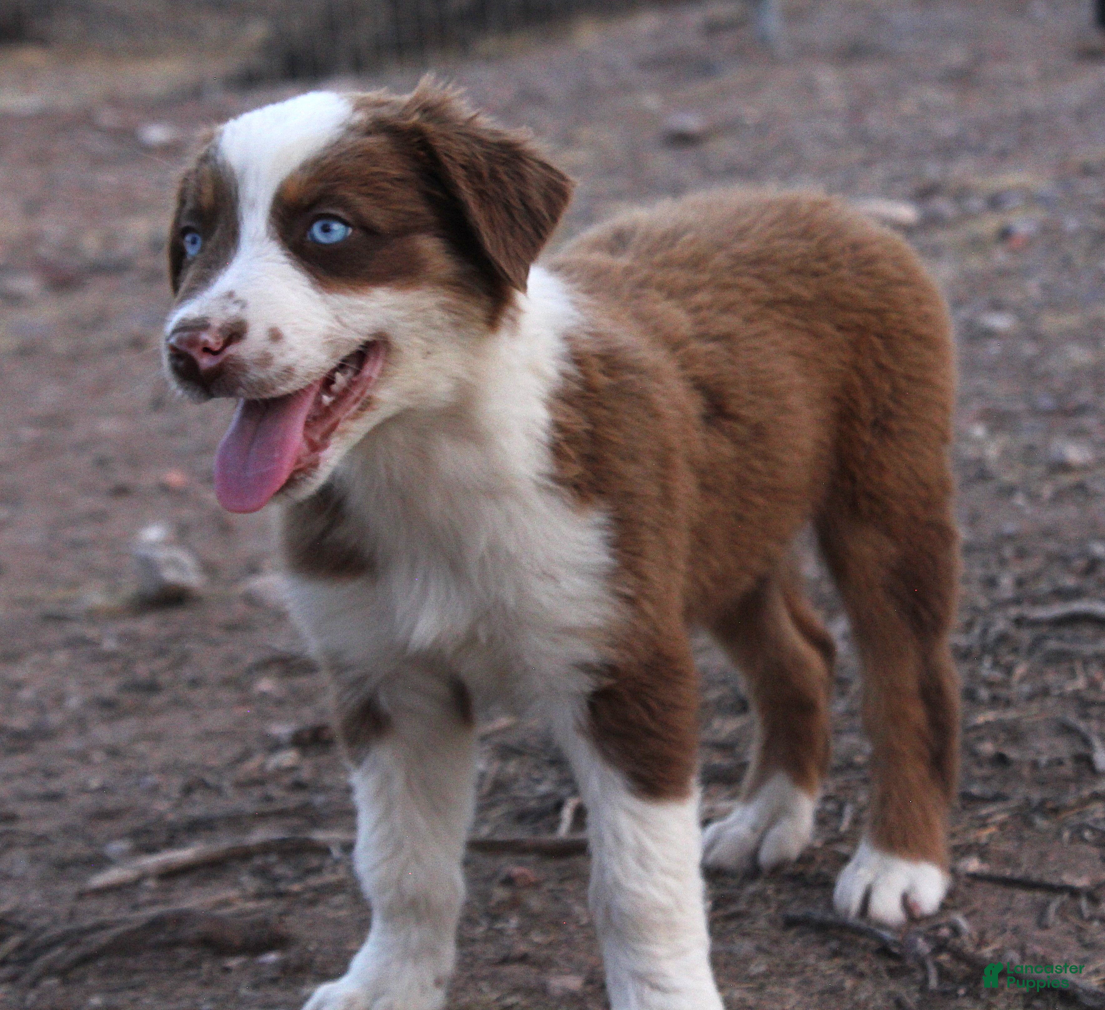 Australian Shepherd dogs Red tri male with blue eyes - Ad 1