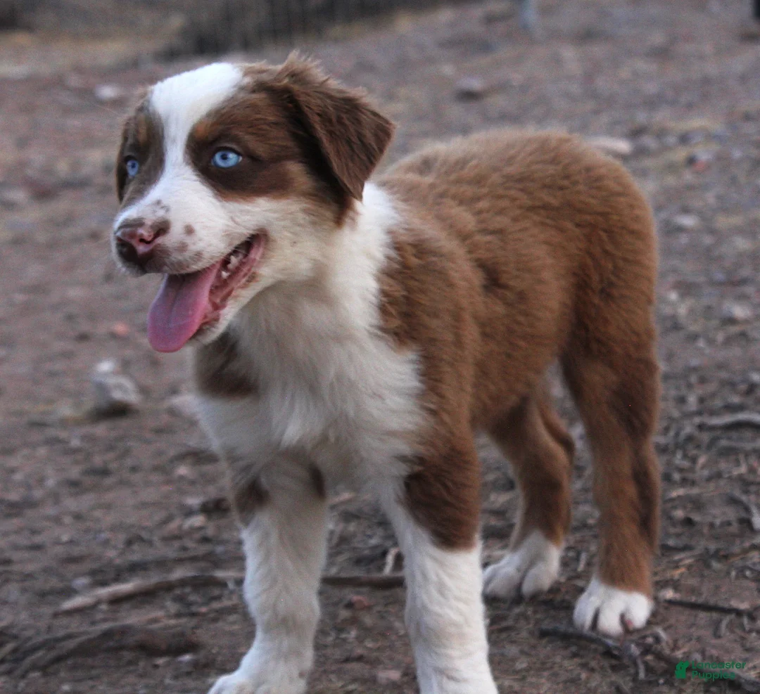 Australian Shepherd dogs for sale: Red tri male with blue eyes - Ad 1