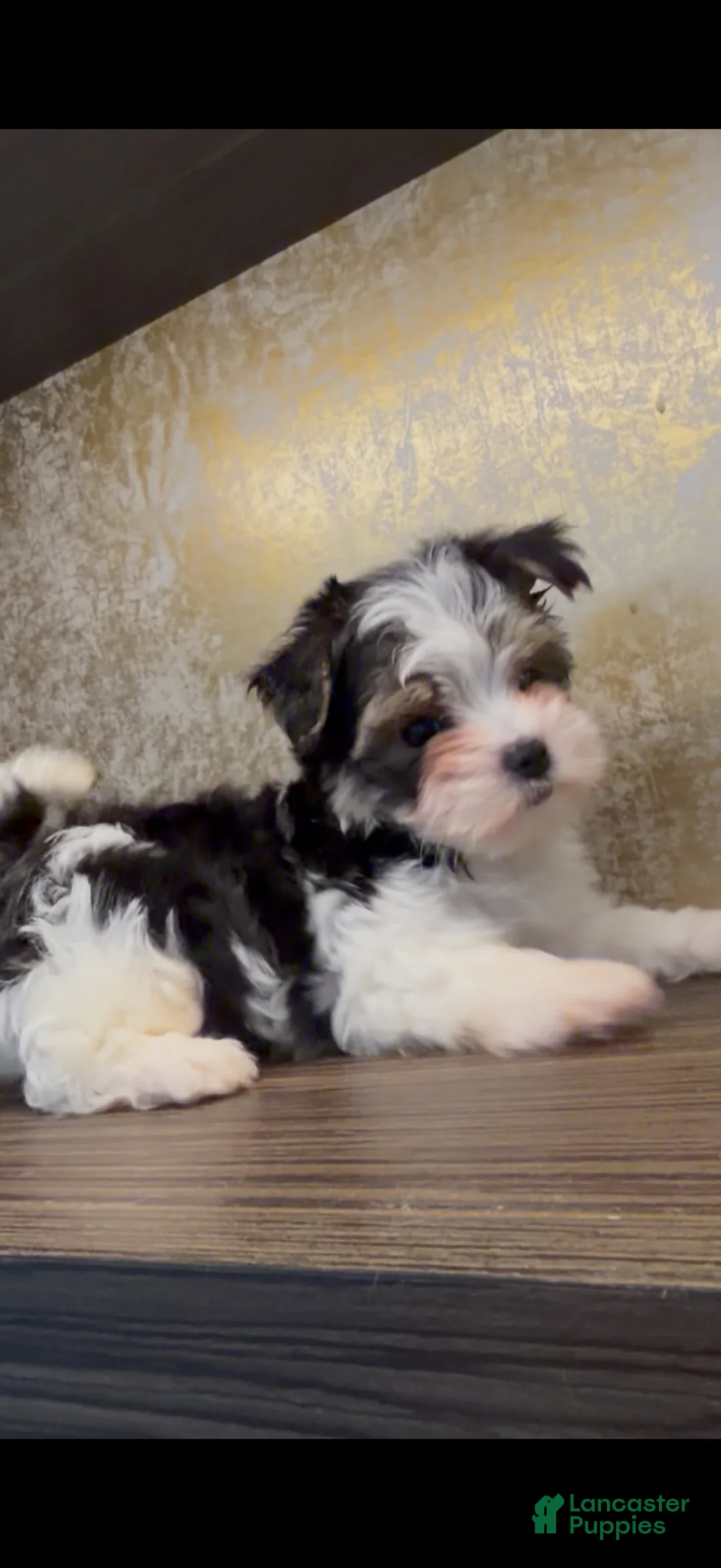 Yorkiepoo dogs for sale: Prince - Ad 1