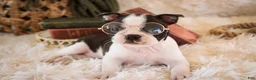 Boston Terrier dogs for sale: Crew - Ad 2