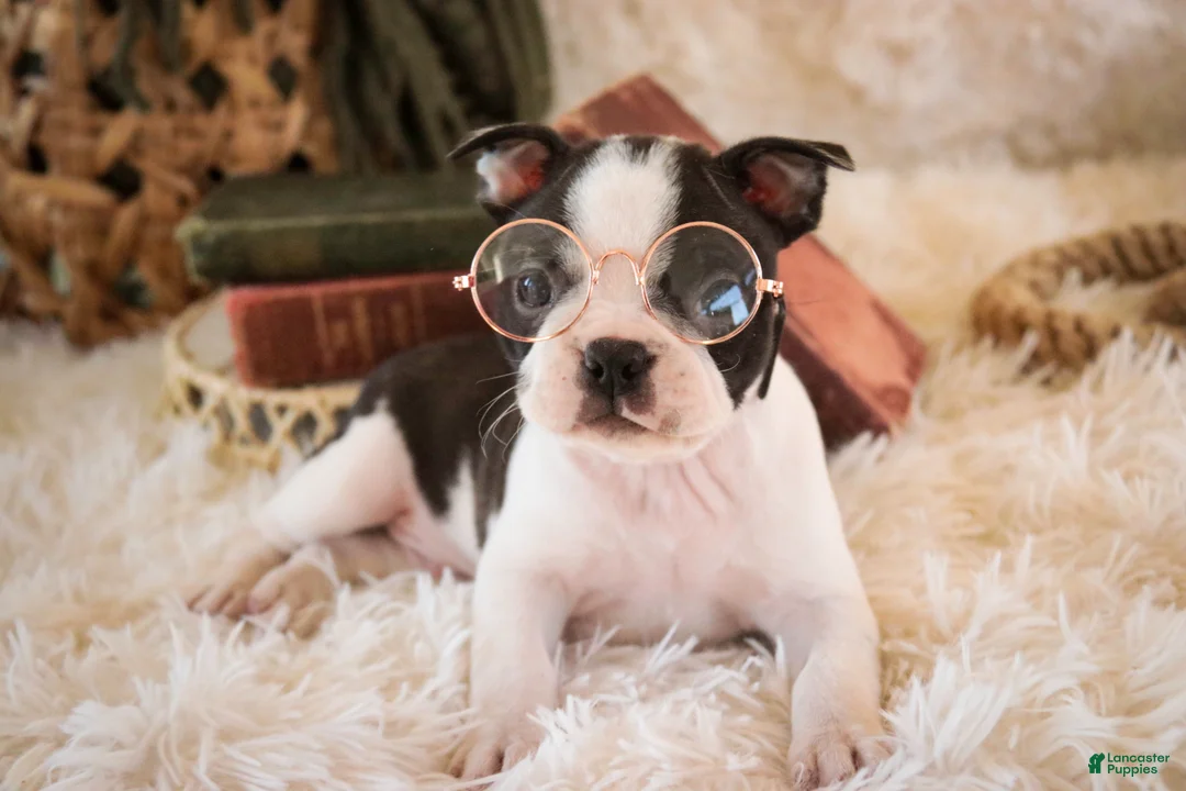 Boston Terrier dogs for sale: Crew - Ad 2