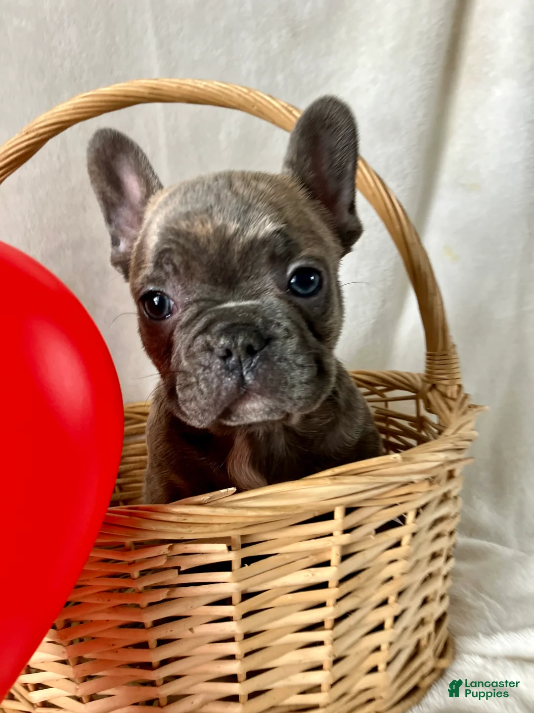 French Bulldog dogs for sale: Prince - Ad 6