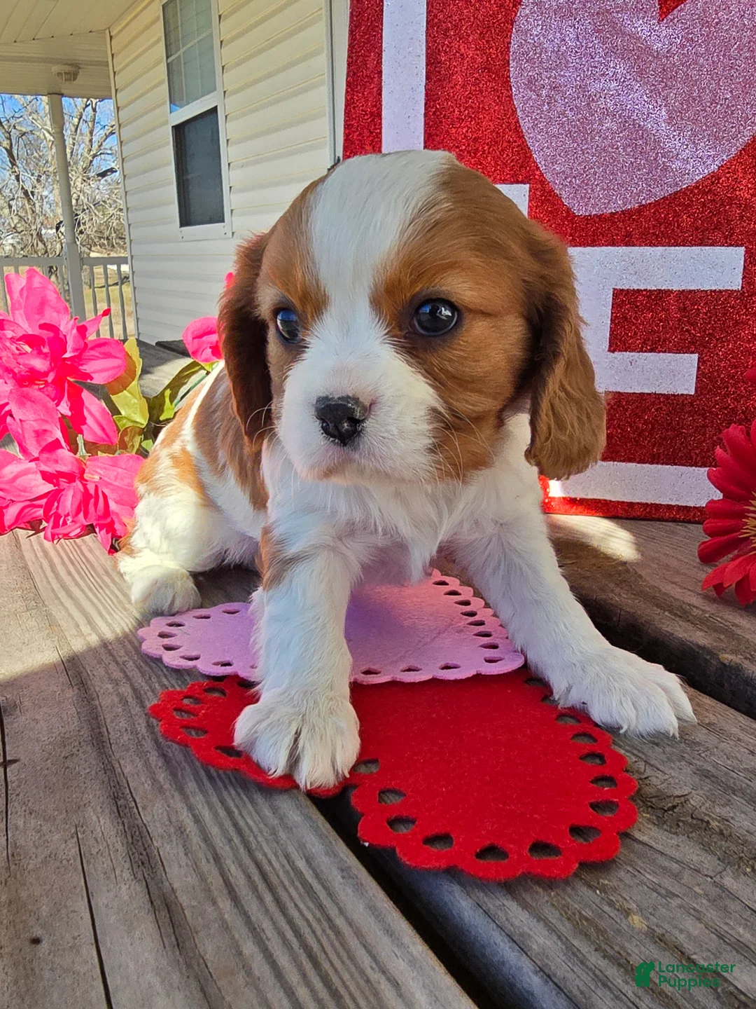 Cavalier King Charles Spaniel dogs for sale: Dakota - Ad 14