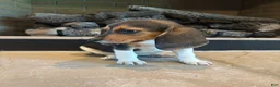Beagle dogs for sale: Clover - Ad 3