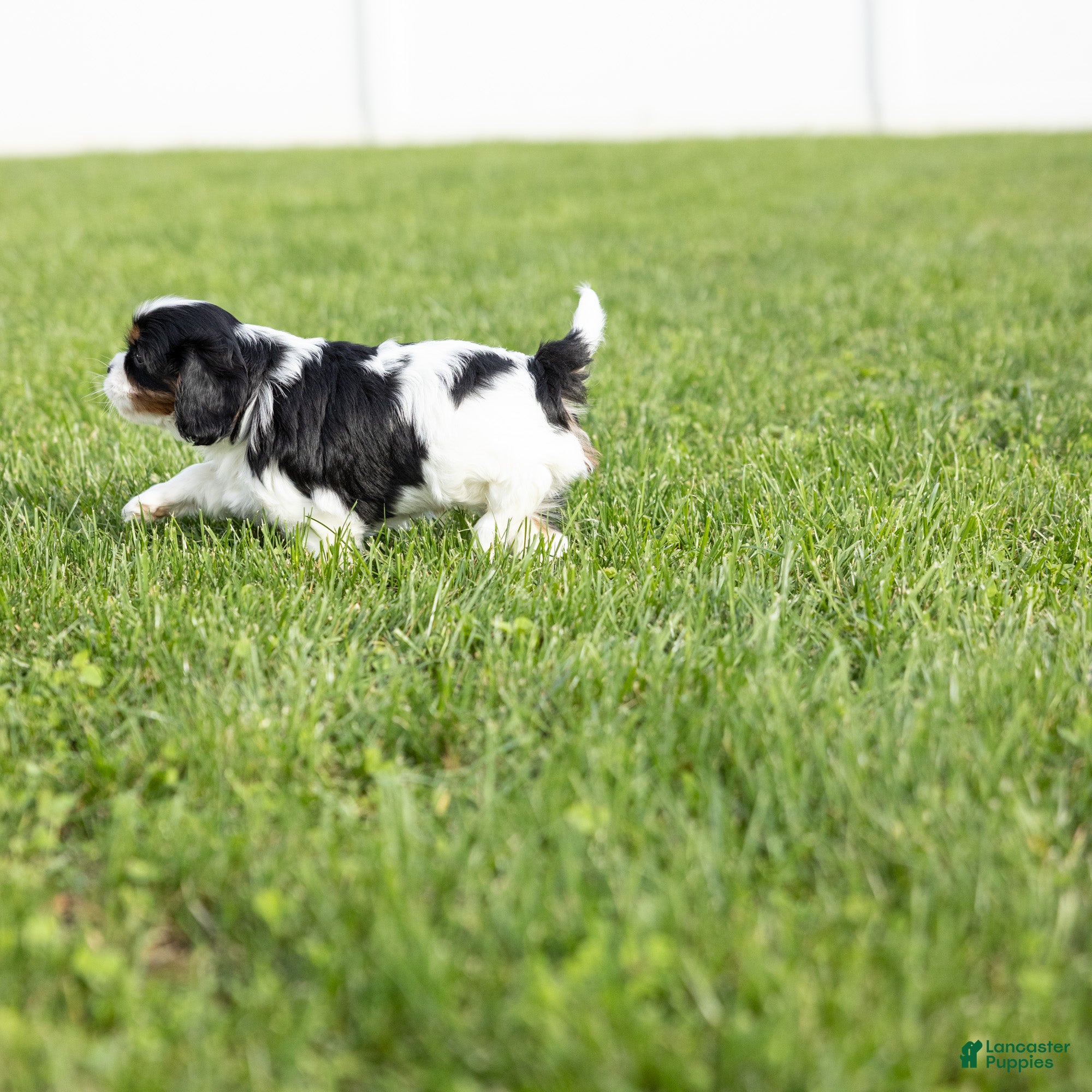 Cavalier King Charles Spaniel dogs Oreo - Ad 2