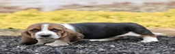 Basset Hound dogs for sale: Liza  - Ad 2