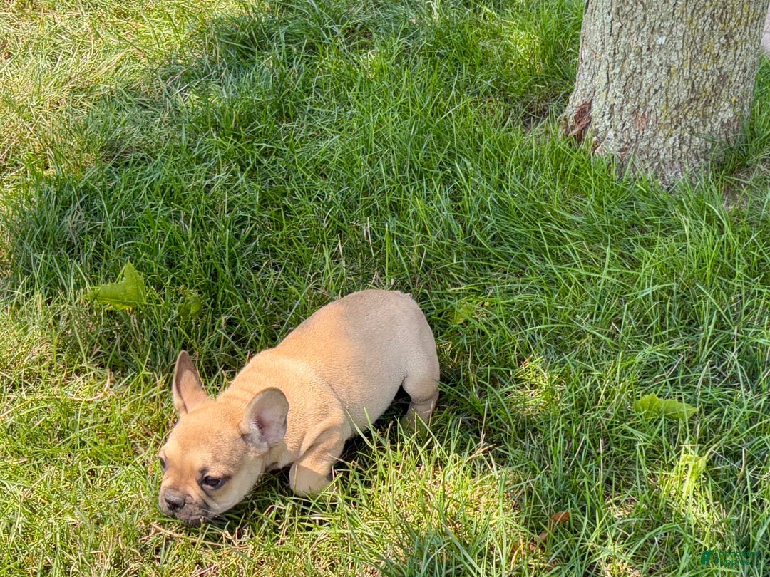 French Bulldog dogs for sale: Sandy - Ad 7